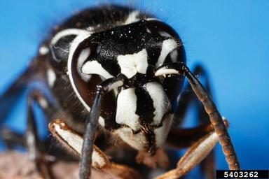 Figure 1. Closeup image of a baldfaced hornet showing the bold black and white markings on the head.