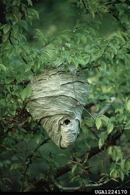 Figure 3. A large baldfaced hornet nest suspended in a tree with a circular opening towards the bottom.