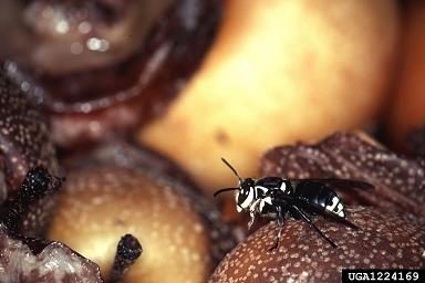Figure 2. A white and black baldfaced hornet rests on a pile of tree fruit.