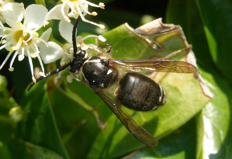 A baldfaced aerial yellowjacet visits a blooming flower.
