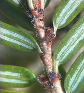 A close up of hemlock needles with immature hemlock woolly adelgids attached to the base of the needles.