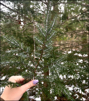 A hand holds a branch of Eastern hemlock with numerous hemlock woolly adelgids at the base of the needles.
