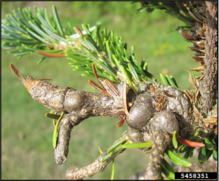 Cover for publication: Balsam Woolly Adelgid