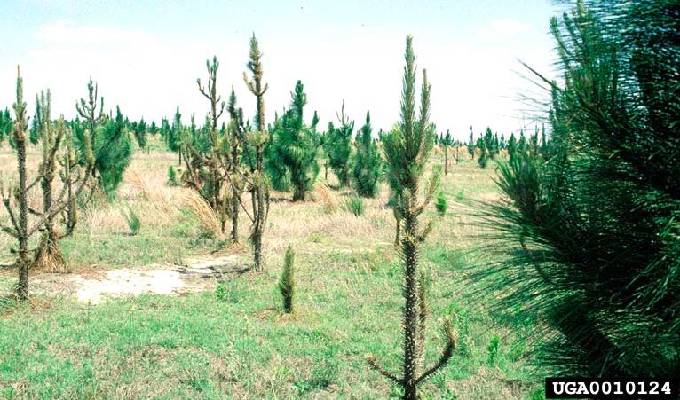 Figure 3, A pine plantation with extensive defoliation to multiple young trees.