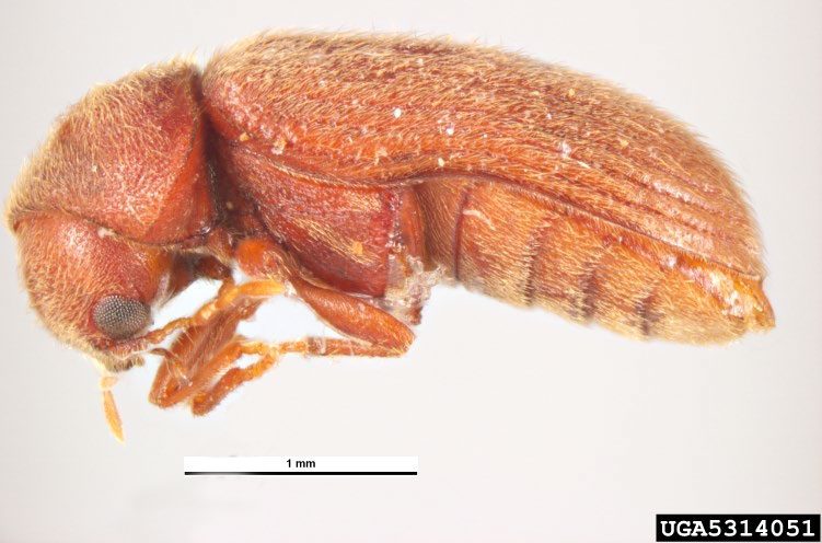 Figure 1, A side view of a drugstore beetle showing the distinguishing characteristic of grooves on the wings covers. 