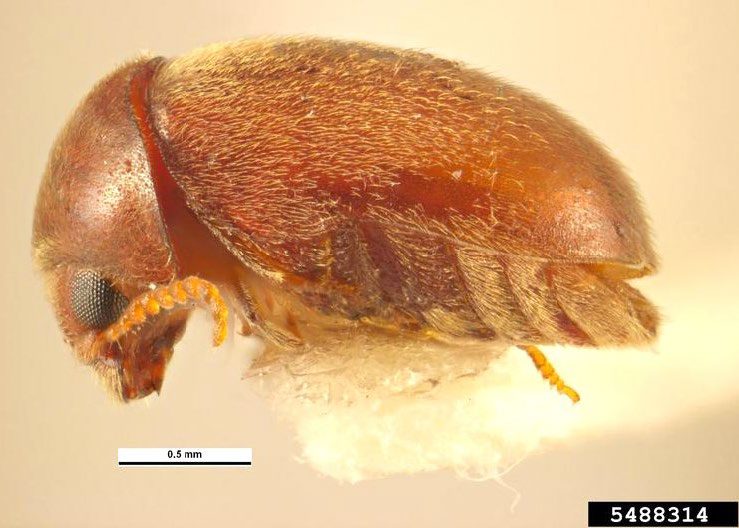 Figure 2, A side view of a cigarette beetle, which lacks grooves on its wing covers.