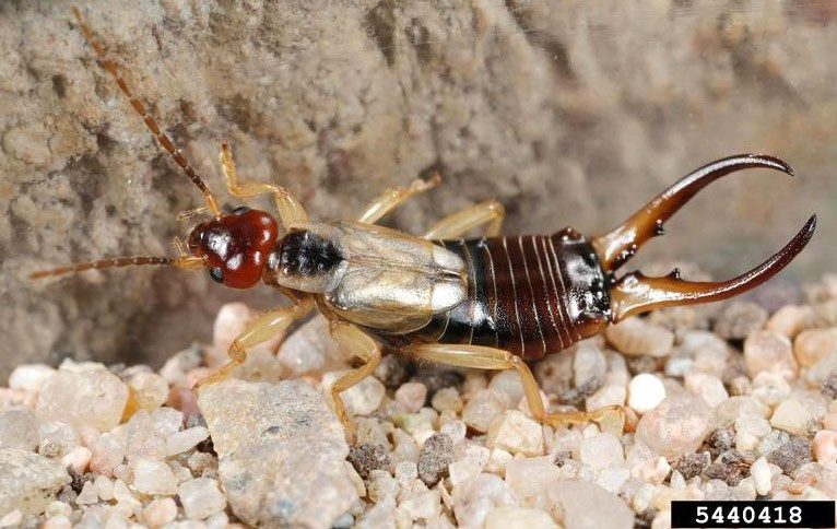Figure 1, An adult earwig with prominent pinchers on the tip of the abdomen.