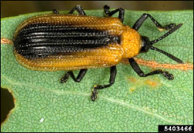 An adult beetle rests on a fresh leaf.