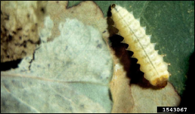 A beetle larva lies exposed on a damaged leaf.