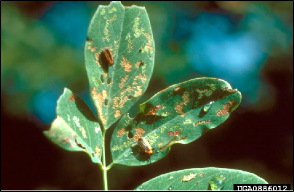 A soybean leaflet shows feeding damage by adult locust leafminers.