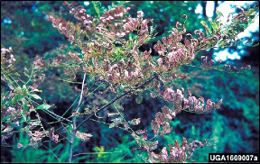 The foliage of a small locust tree appears withered and dry as a result of feeding by locust leafminer larvae.