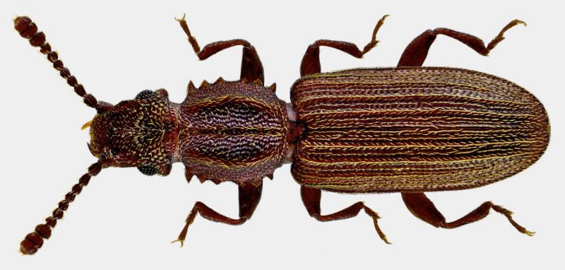 Figure 1. Adult sawtoothed grain beetle (Udo Schmidt, CC BY-SA 2.0, commons.wikimedia.org)