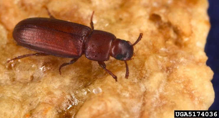 Figure 2. Adult red flour beetle (Peggy Greb, USDA Agricultural Research Service, Bugwood.org).