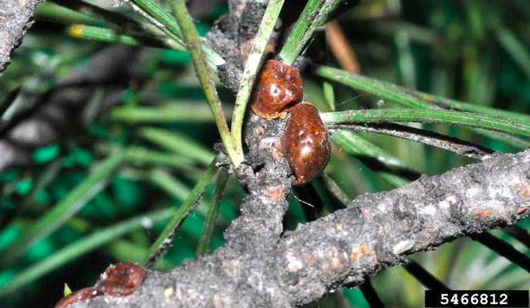 Figure 1, A conifer twig with several dome shaped scale insects at the base of the needles.