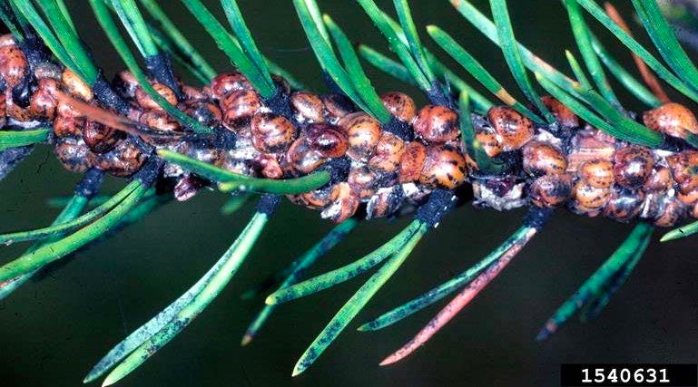 Figure 2, Large numbers of convex scale insects are attached to a pine twig, which also shows evidence of sooty mold.