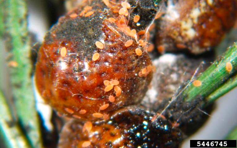 Figure 3, A close up of a rounded scale insect with many tiny immature scale insects crawling on it.