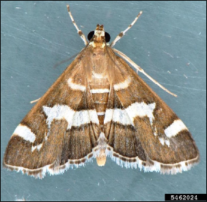 A triangular-shaped moth with strongly patterned wings.