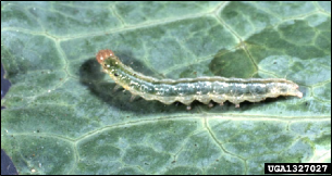 A caterpillar rests on a leaf.