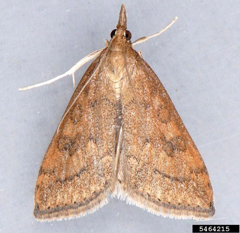 Figure 1, A triangular-shaped moth with prominent mouthparts project in front of the head.