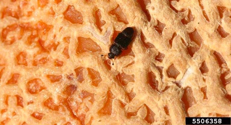 Figure 1, A small adult beetle rests on the rind of a muskmelon.