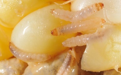 Figure 3, Several pale grubs feed on corn kernals.