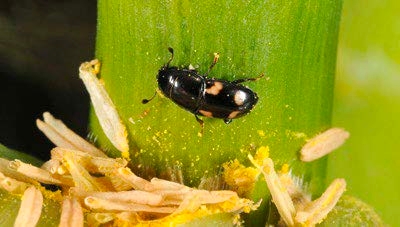 Figure 2, A dark beetle with several bright spots feeds on corn pollen from anthers that have collected in the node of a cornstalk.