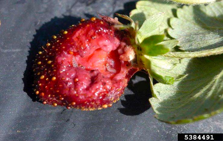 Figure 4, Multiple sap beetle grubs feed on an over-ripe strawberry fruit still attached to its stem.