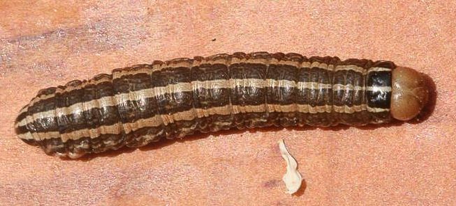 Bronzed Cutworm larva