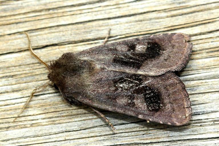 Bronzed cutworm adult moth