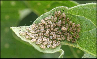 Cover for publication: Eggplant Lace Bug