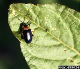 Spinach flea beetle and damage