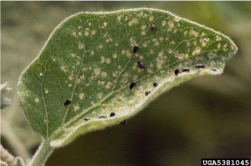 Flea beetle infestation on a leaf.