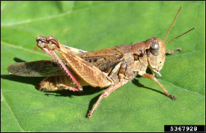 An adult grasshopper rests on a fresh leaf.