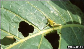  A small grasshopper sits on a fresh leaf beside several large holes it has chewed in the leaf tissue.
