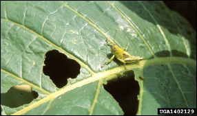 A small grasshopper sits on a fresh leaf beside several large holes it has chewed in the leaf tissue.