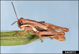 An immature grasshopper rests on a blade of grass.