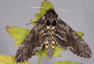 A close-up image of a brown moth with yellow accent marks on a green left