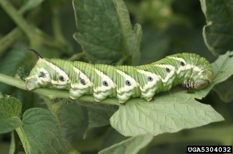An up-close image of a green caterpillar with striking white and black accents crawling horizontally and right side up.