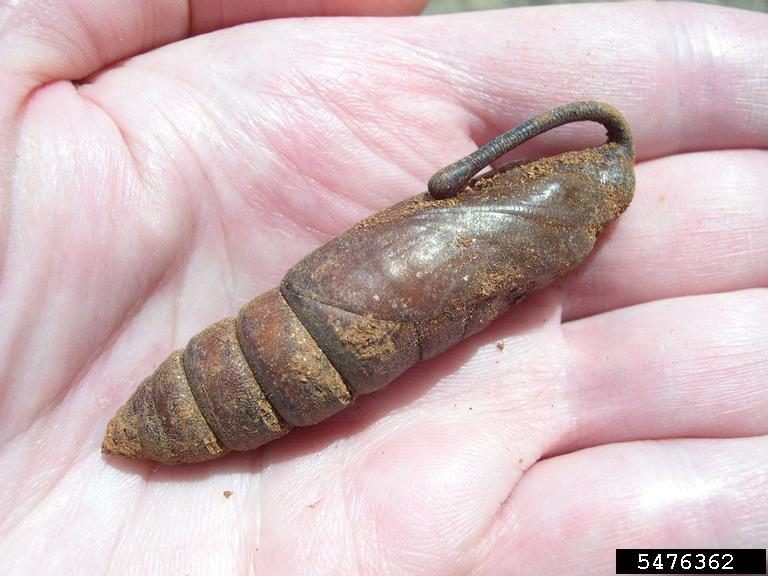 A brown pupa being held in the palm of a human hand.