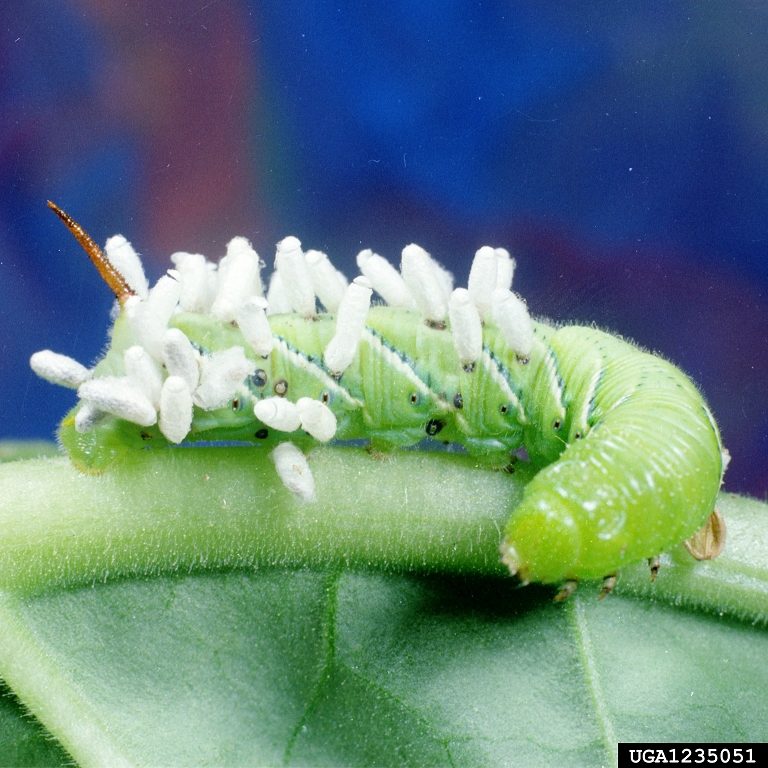 A green caterpillar with small, white, cylindrical shaped cocoons on its back. 