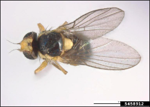 The top view of a small adult fly.