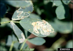 A leaflet of alfalfa exhibiting winding tunnels through the interior leaf tissue.