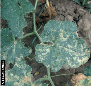 A vine with heavily damaged leaves due to agromyzid leafminers feeding inside the leaf tissue.