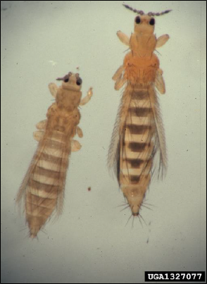 Two onion thrips, side by side. 