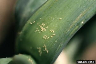 Several onio thrips on the green leaf axil of an onion plant.