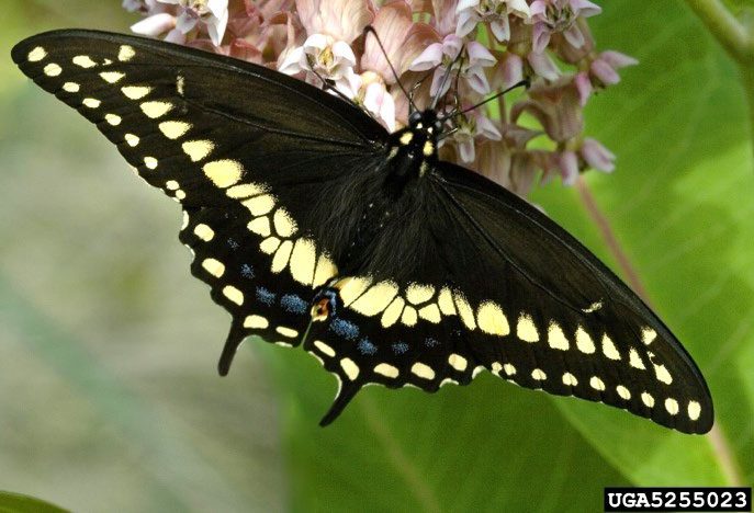 Figure 3, A showy butterfly feeds on a milkweed flower with its wings extended.