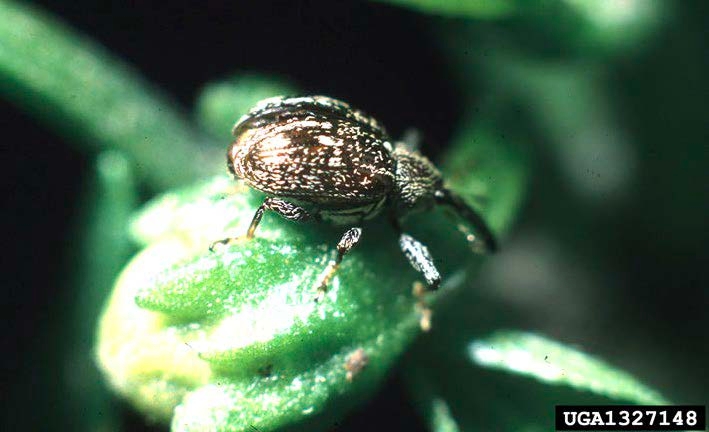 Figure 1, A beetle with a long snout rests on a developing flower bud.