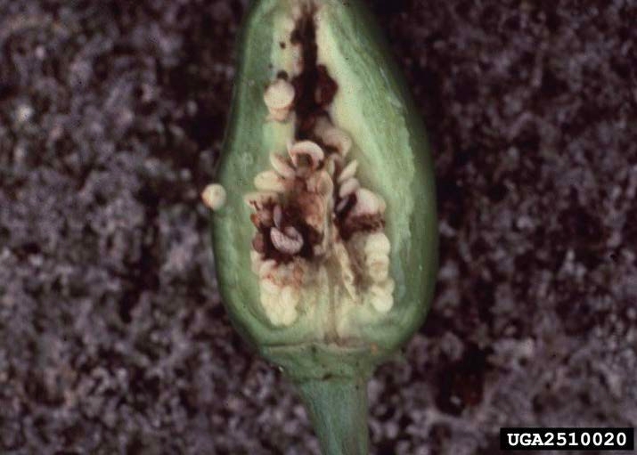 Figure 3, A pepper has been cut in half to show the feeding damage from pepper weevil larvae.
