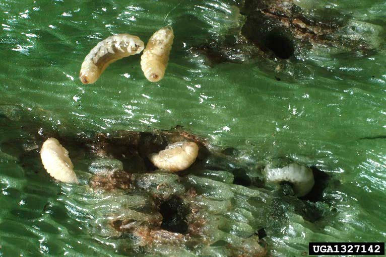 Figure 2, Several beetle grubs and pupae are exposed in their feeding sites inside a pepper.