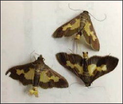 Several triangular-shaped moths with strongly patterned wings.